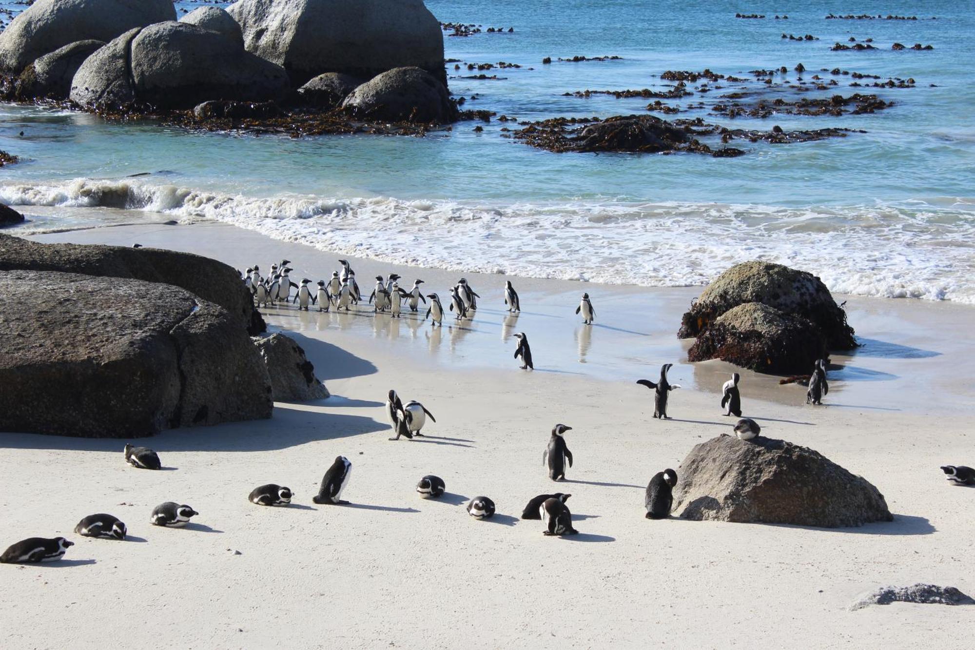 Boulders Beach House Simonʼs Town Esterno foto