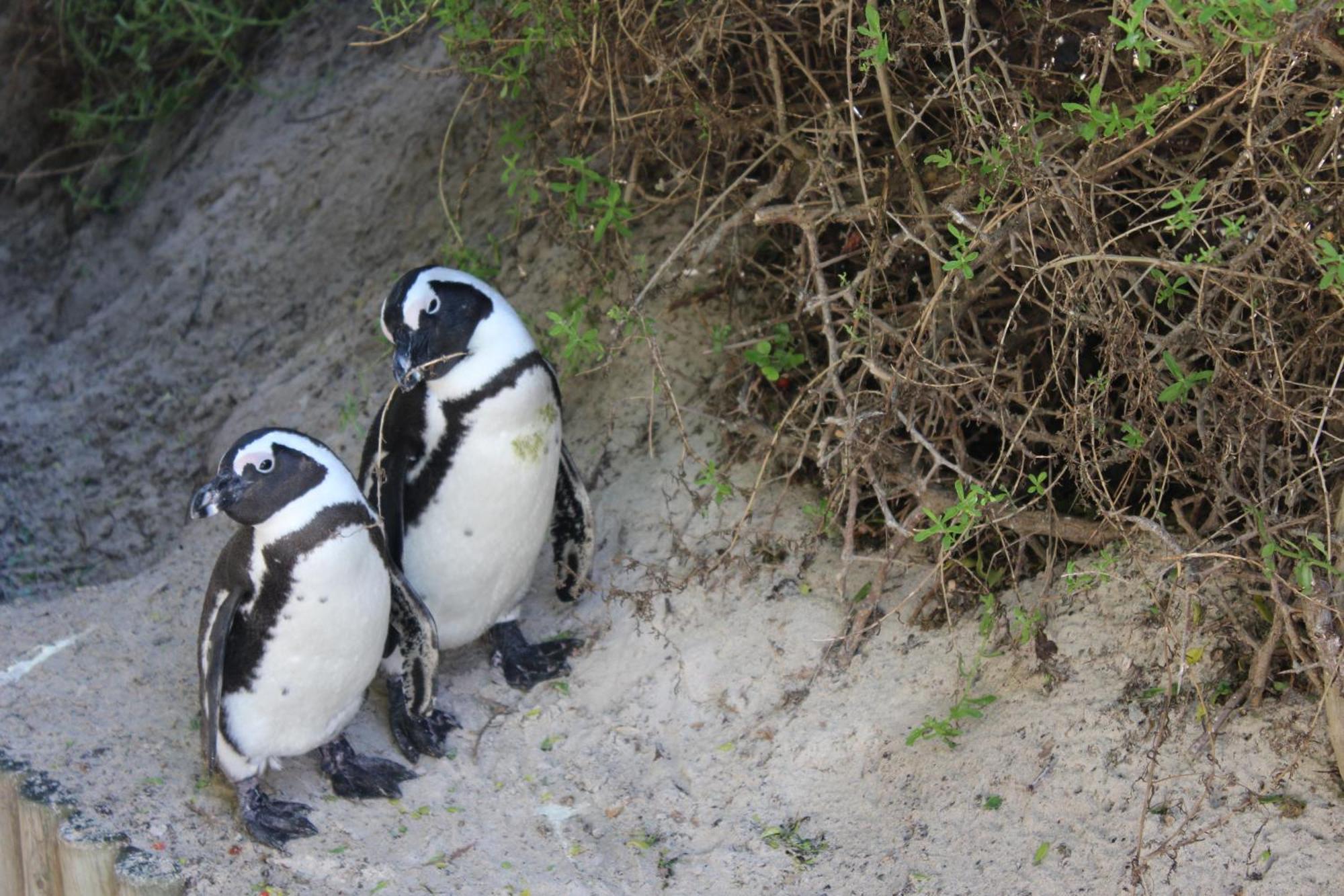 Boulders Beach House Simonʼs Town Esterno foto